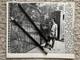 Elvis Presley Rare Original 1957 Associated Press Photo