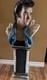 Large Bust- Elvis Presley -superb Likeness With Rare Stand Vintage